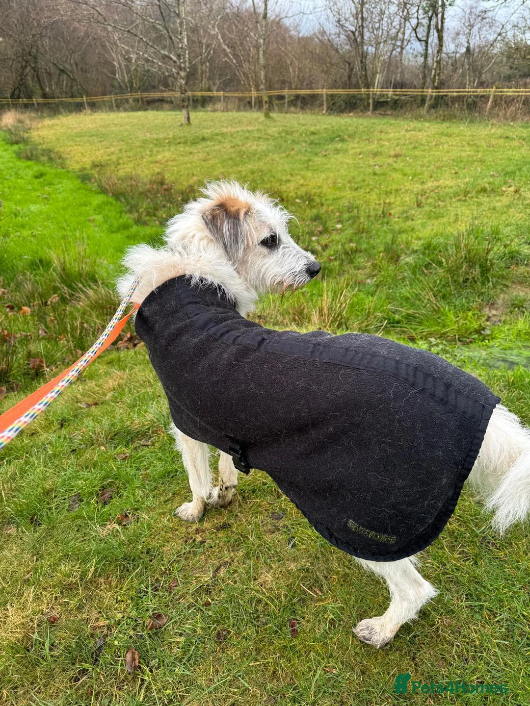 Mixed Breed dogs for adoption: KALLIE-17months, loves dogs/playful/active/rural - Advert 25