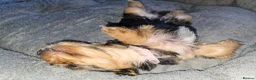 Yorkshire Terrier dogs for sale: 🐶 💖Pedigree Yorkshire Terrier Puppies💖 🐶 - Advert 14