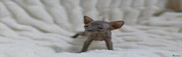 Sphynx cats for sale: Lovely Sphynx Kittens available - Advert 6