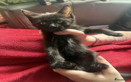 Mixed Breed cats for sale: tuxedo ghost tabby kittens - Image 32