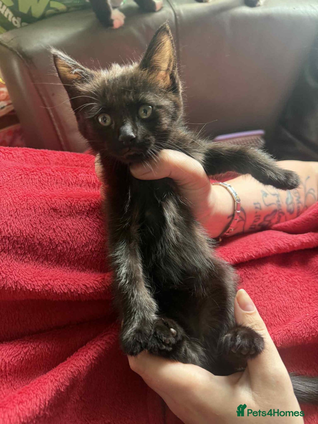 Mixed Breed cats for sale: tuxedo ghost tabby kittens - Image 32