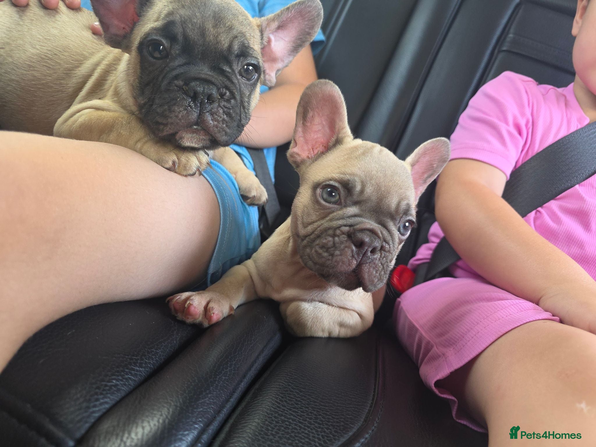 French Bulldog dogs £795 Frenchbulldogs😍❤️8 week old - Advert 17