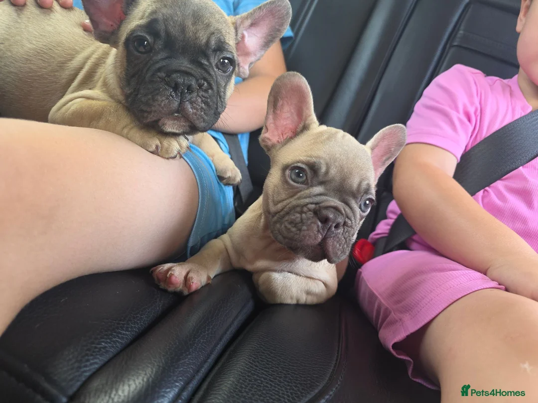 French Bulldog dogs for sale: £695 any pup Frenchbulldogs😍❤️9 week old - Advert 1