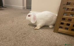 French Lop rabbits for sale: 4 x mixed breed lop bunnies 2 x albino REW 2 x not - Image 13