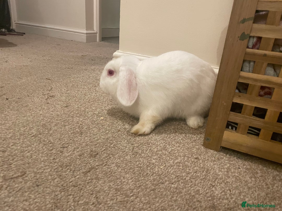 French Lop rabbits for sale: 4 x mixed breed lop bunnies 2 x albino REW 2 x not - Image 13