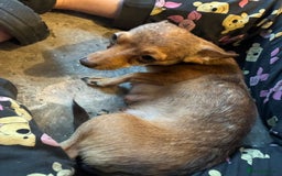 Chihuahua dogs for sale: Lily deer head chihuahua - Advert 1