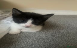 European cats for sale: Kittens for sale  - Image 8