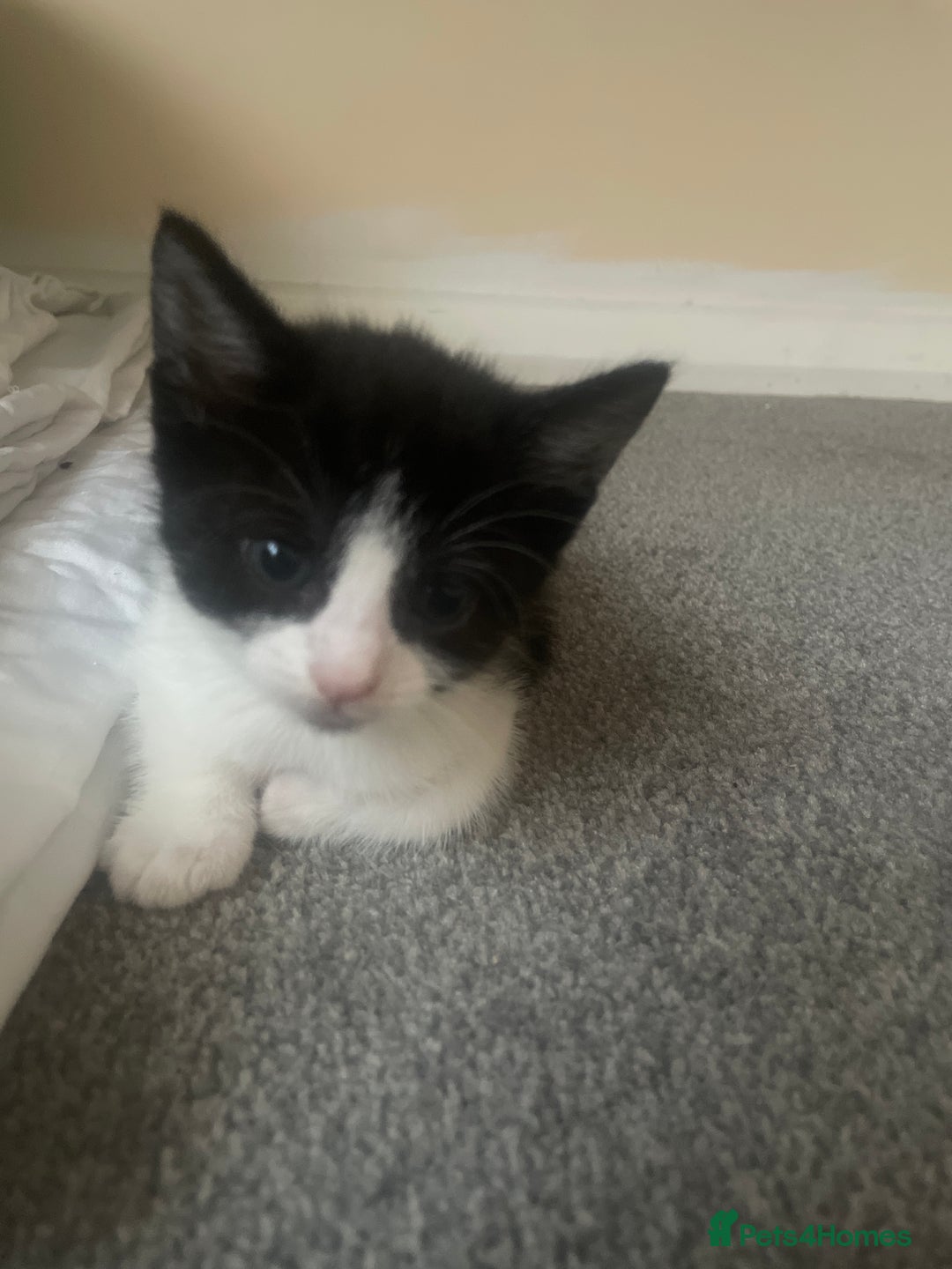European cats for sale: Kittens for sale  - Image 8