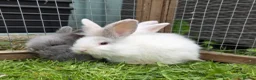 Mixed Breed rabbits for sale: Female bunnie  - Advert 5