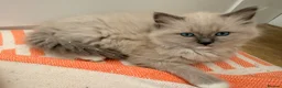 Ragdoll cats for sale: Beautiful ragdoll babies! 😻😻😻 - Advert 9