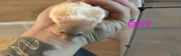 Hamster rodents for sale: Baby syrians - Advert 6