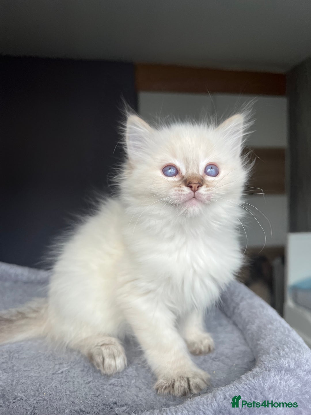 Ragdoll cats for sale: GCCF Ragdoll kittens for sale - Advert 27
