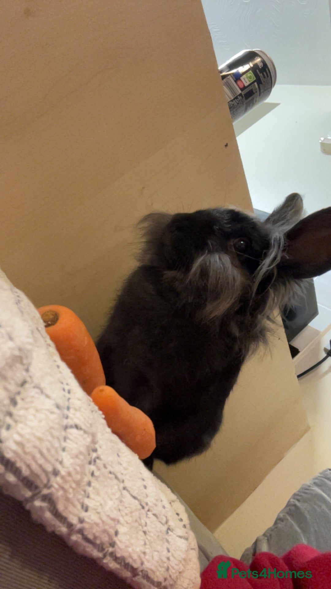 Mini Lion Lop rabbits for sale: Free to good home  - Advert 1