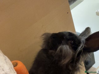 Mini Lion Lop rabbits Free to good home - Advert 1