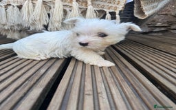West Highland Terrier dogs for sale: West highland terrier  - Image 5