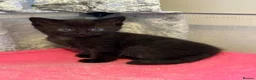 Mixed Breed cats for sale: READY TO LEAVE *2left* Part ragdoll kittens  - Advert 2