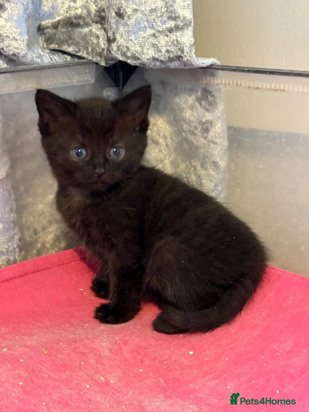 Mixed Breed cats for sale: READY TO LEAVE *2left* Part ragdoll kittens  - Advert 2