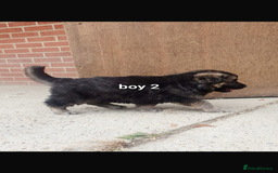 German Shepherd dogs for sale: Wow.Beautiful Homebred German Shepherd Puppies - Image 11