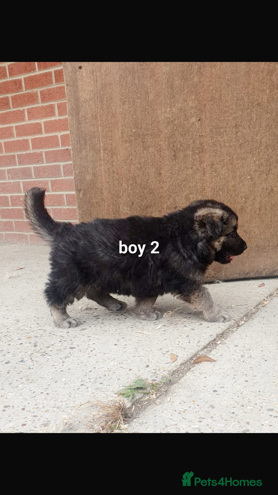 German Shepherd dogs for sale: Wow.Beautiful Homebred German Shepherd Puppies - Image 11