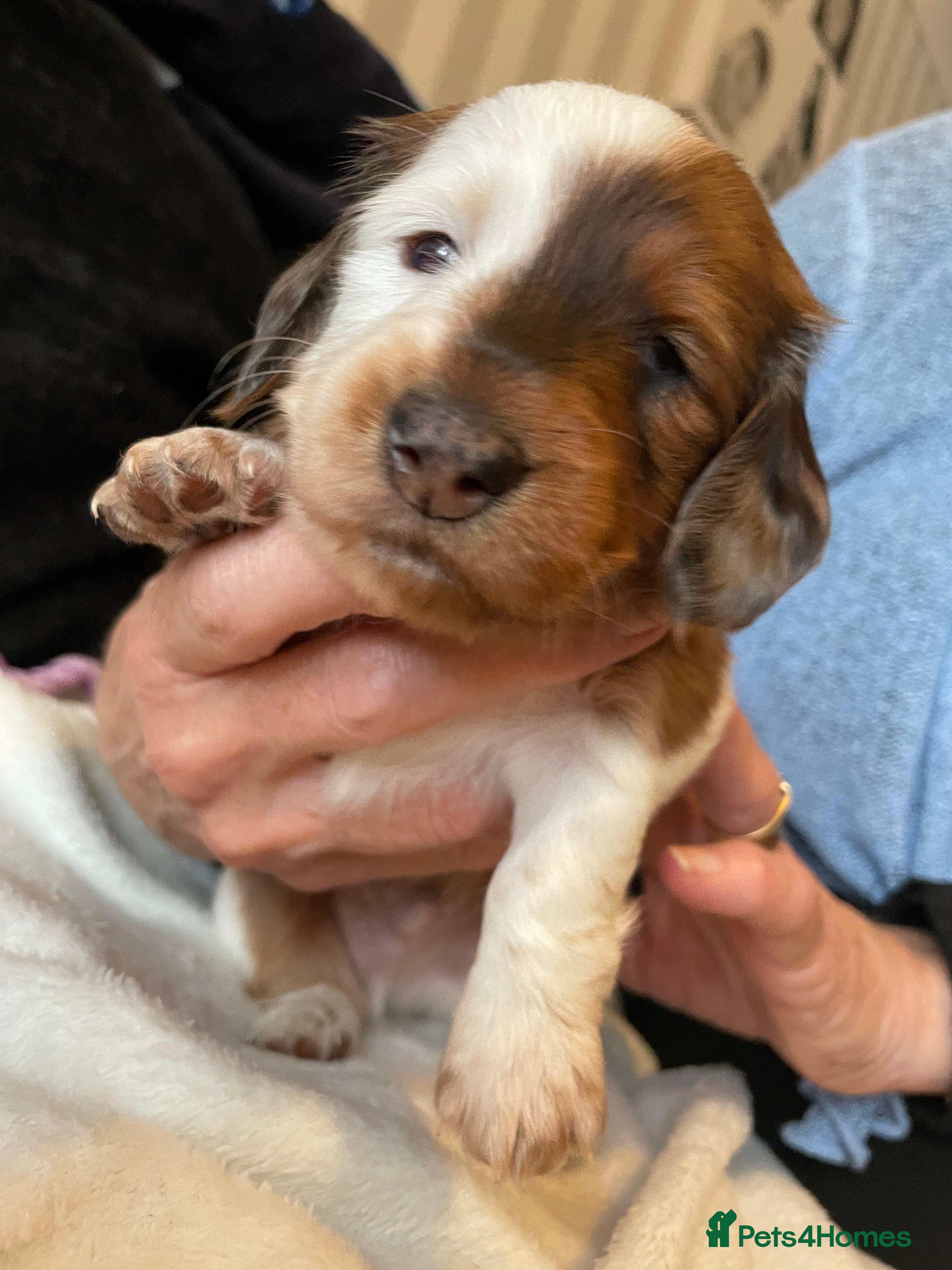 Miniature Dachshund dogs Miniature Dachounds  - Advert 7