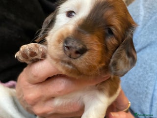 Miniature Dachshund dogs Miniature Dachounds - Advert 6