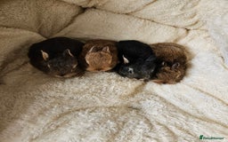 Netherland Dwarf rabbits for sale: Netherland Dwarf bunnies - Image 3