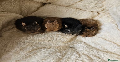 Netherland Dwarf rabbits - Advert 6