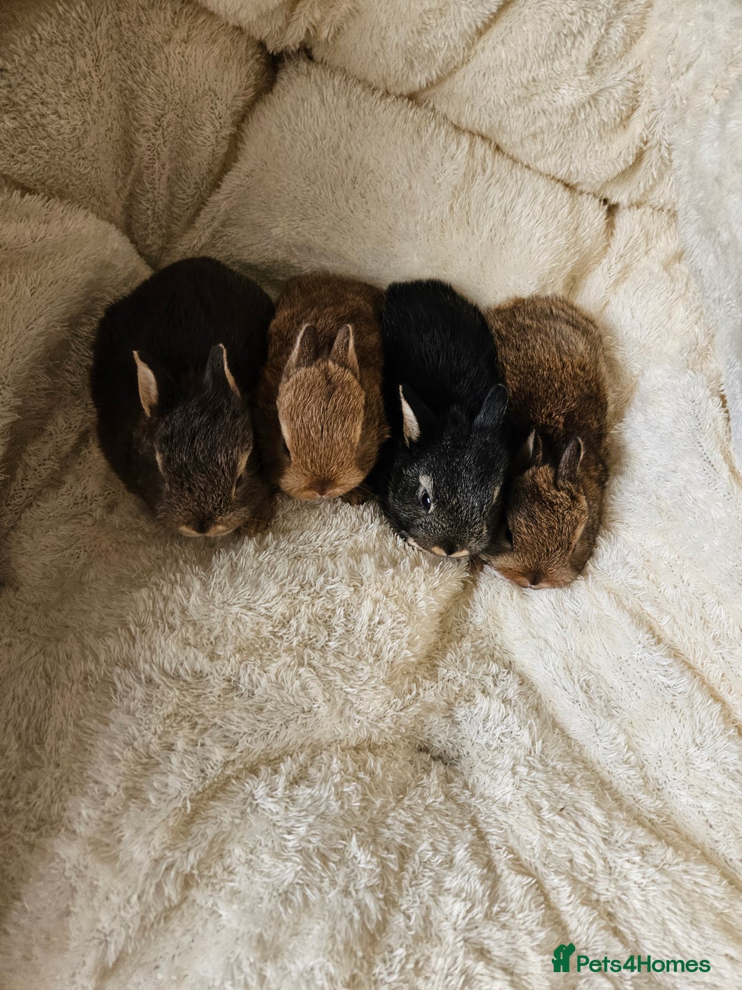 Netherland Dwarf rabbits for sale: Netherland Dwarf bunnies - Image 3