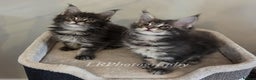 Maine Coon cats for sale: TICA REGISTERED MAINE COONS - Advert 9