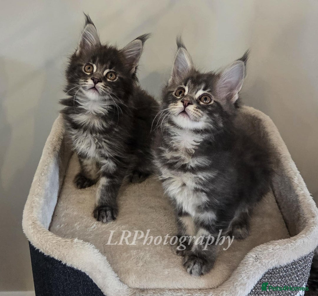 Maine Coon cats for sale: TICA REGISTERED MAINE COONS - Advert 9