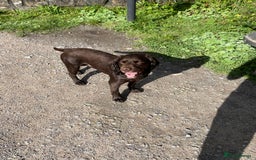 Cocker Spaniel dogs for stud: Milo working cocker spaniel  - Image 5