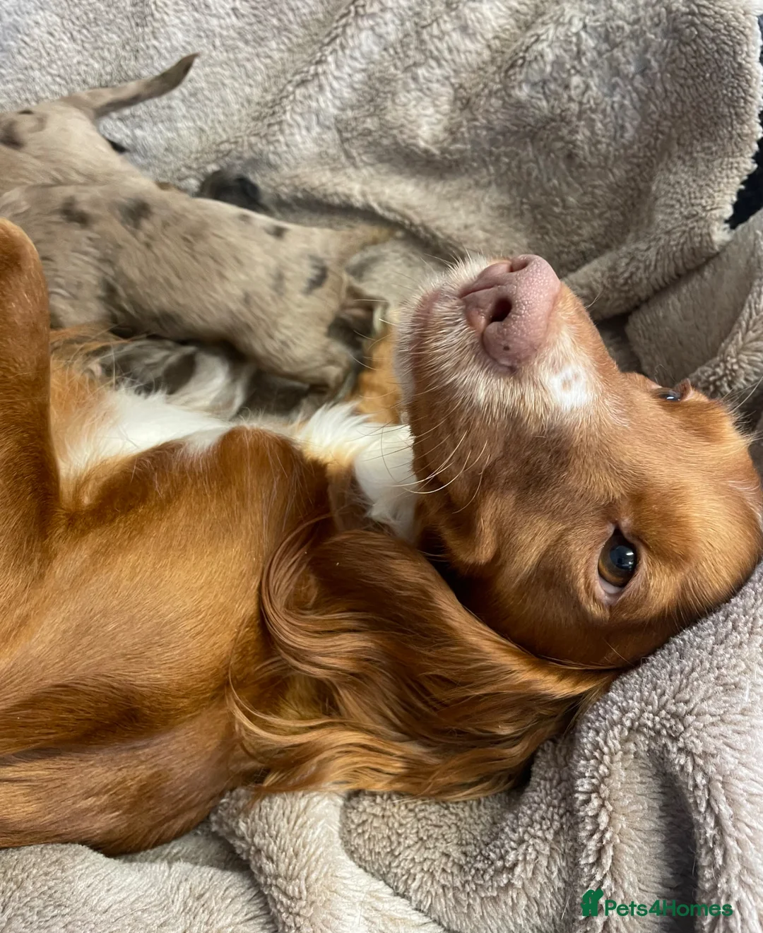 Cocker Spaniel dogs for sale: 6 Beautiful Cocker Spaniel puppies  - Advert 1