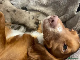 Cocker Spaniel dogs 6 Beautiful Cocker Spaniel puppies - Advert 2