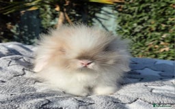 Mini Lion Lop rabbits for sale: Mini lop lops - Image 10