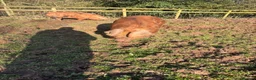 Pig livestock for sale: Pure OSB’s in Bridgnorth - Advert 4