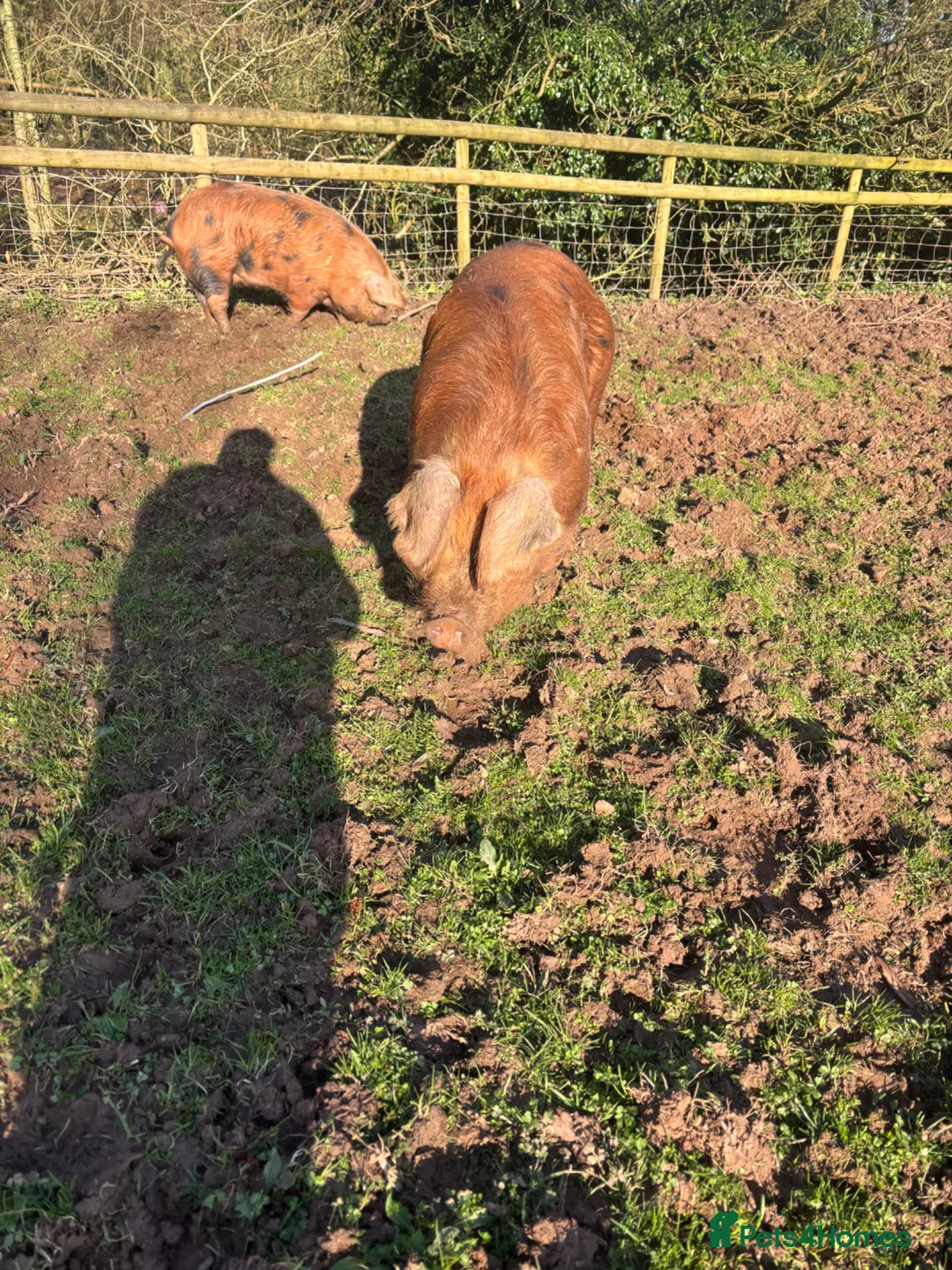Pig livestock for sale: Pure OSB’s in Bridgnorth - Advert 4