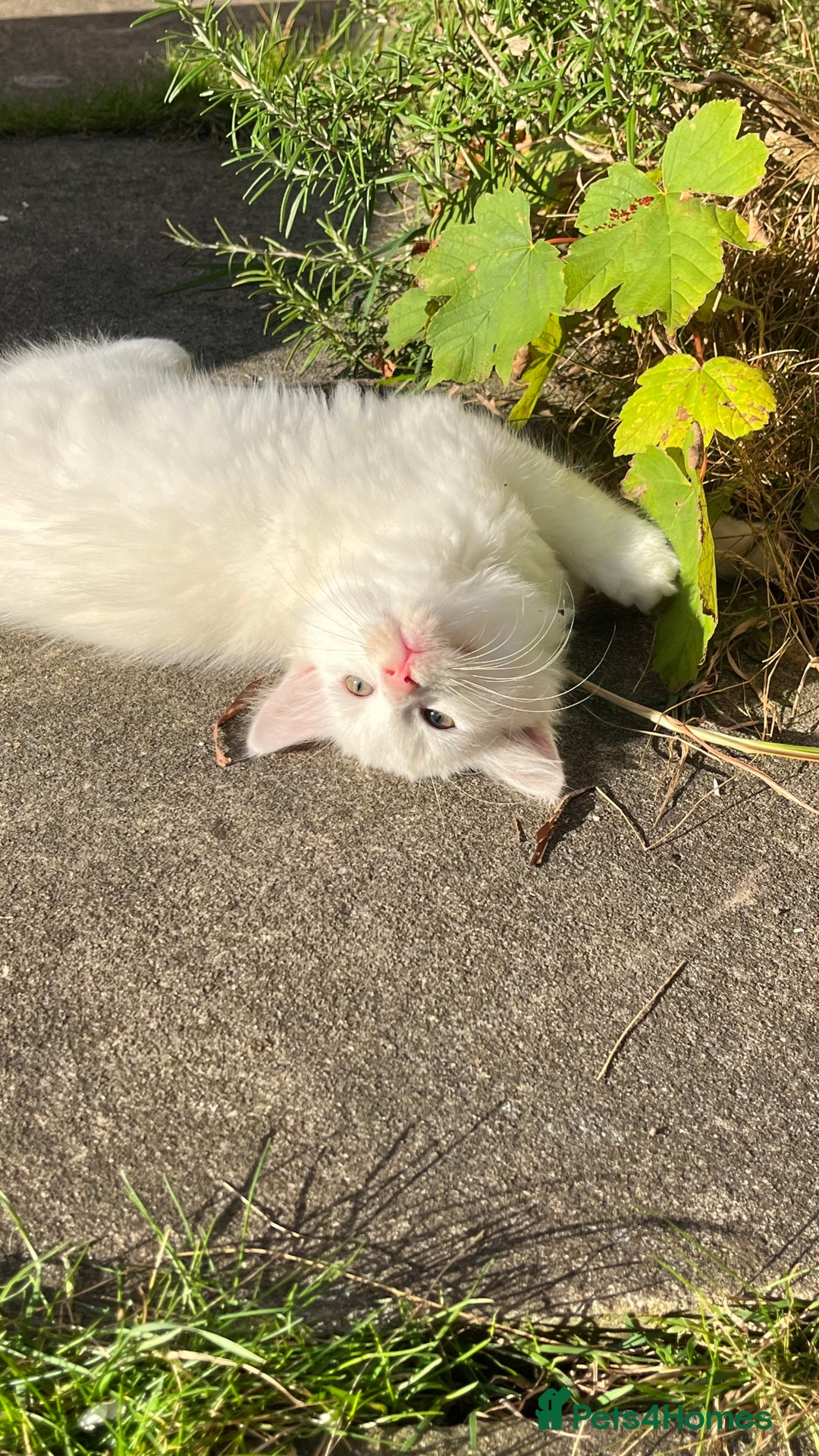 Mixed Breed cats for sale: Stunning 8 weeks old kittens  - Image 5