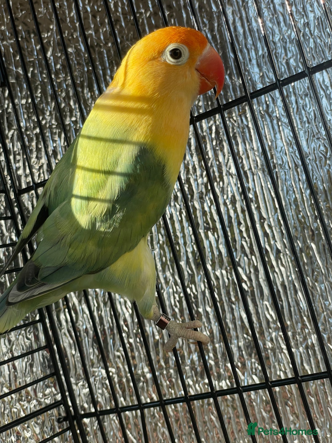 Mixed Breed birds for sale: Love birds and cockatiels Next - Advert 5