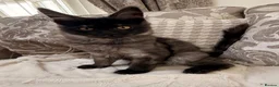 Maine Coon cats for sale: Tica registered black smoke maine coon kittens - Advert 4