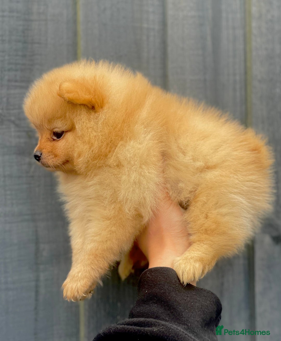 Pomeranian dogs for stud: Orange Pomeranian KC Registered CHAMPION Bloodline in Manchester - Advert 18