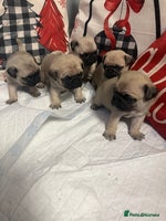 Pug dogs - Advert 4