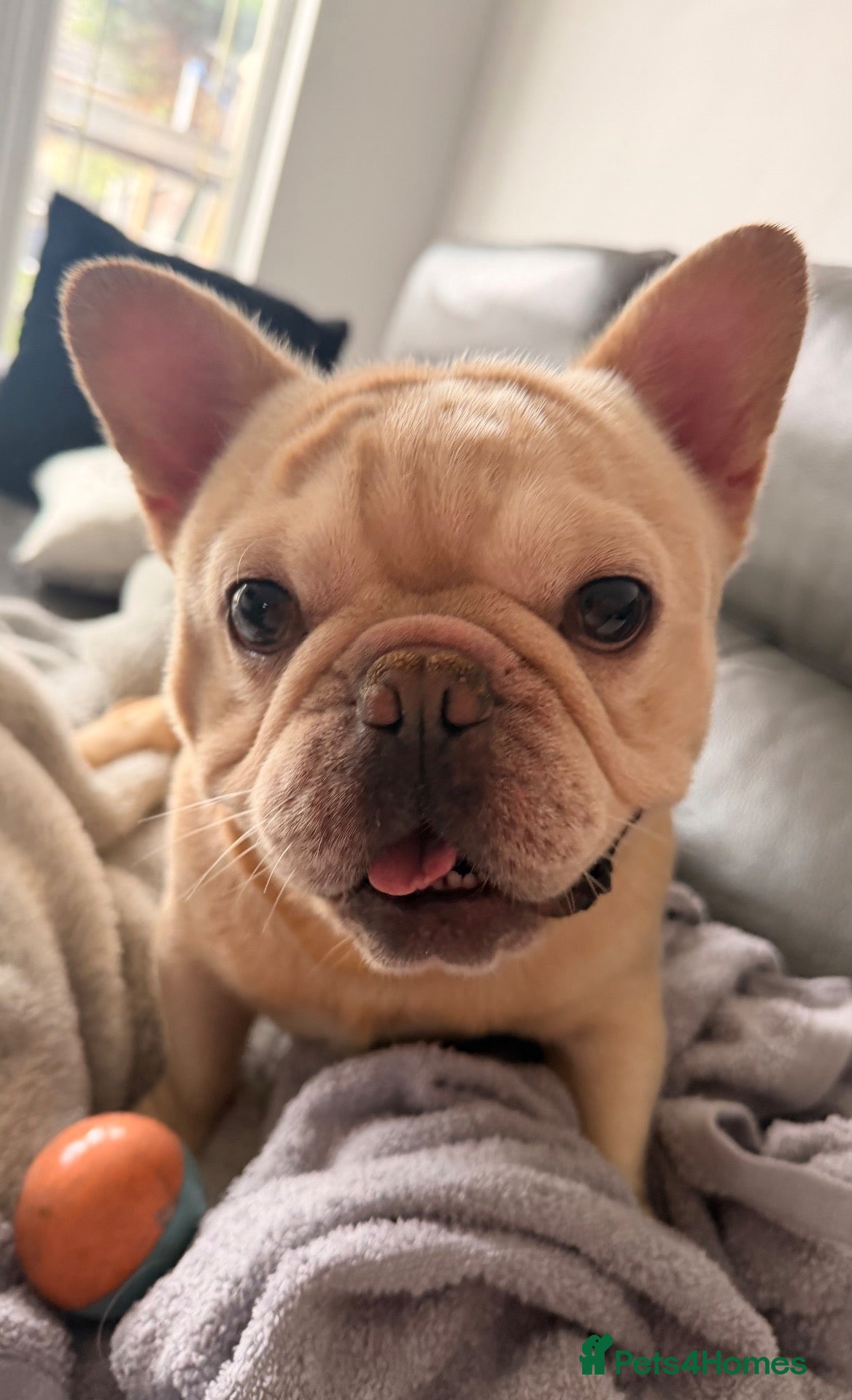 French Bulldog dogs 2 year old French bulldog - Advert 9