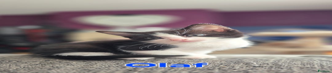 Olaf