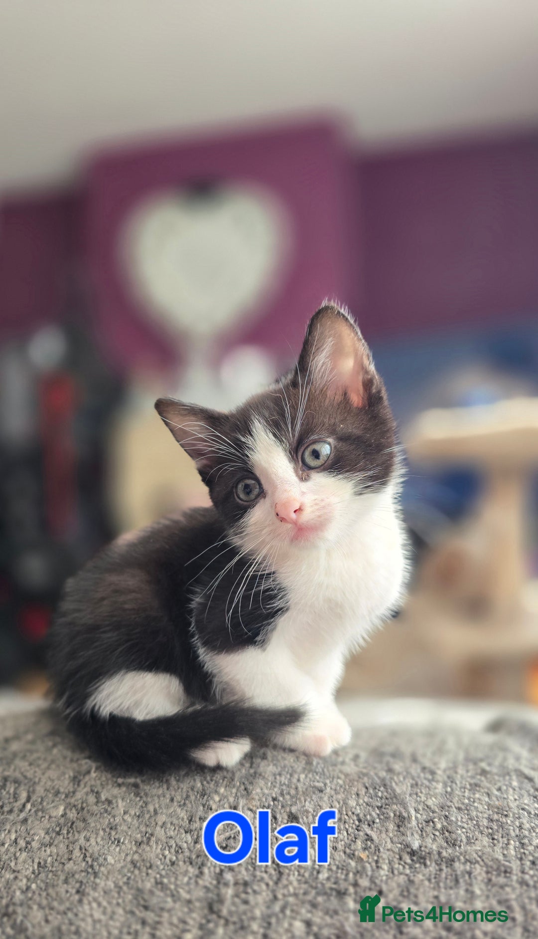 Mixed Breed cats for sale: Adorable black and white kittens - Image 19
