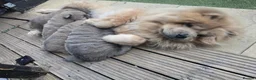 Chow Chow dogs for sale: 🧸🐾 Beautiful Chow Chow puppies 🐾🧸 - Advert 2