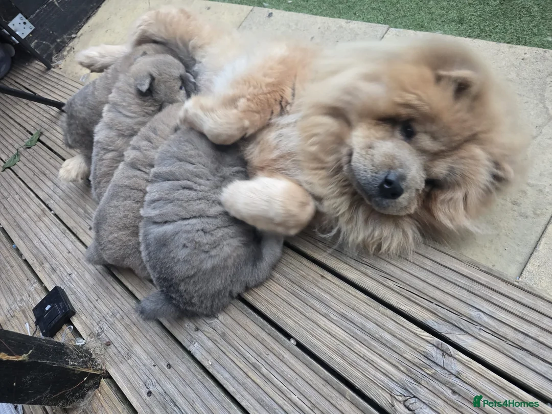 Chow Chow dogs for sale: 🧸🐾 Beautiful Chow Chow puppies 🐾🧸 - Advert 2