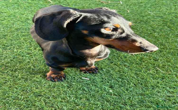 Miniature Dachshund dogs - Advert 15