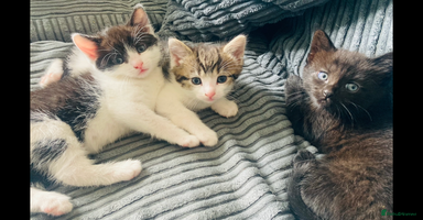 Mixed Breed cats - Advert 15