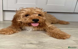 Cavapoo dogs for sale: Cavapoo - Image 1
