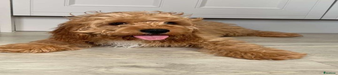 Cavapoo Puppy 1